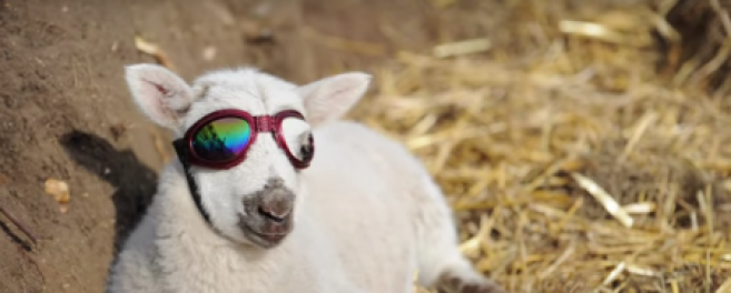 Des lunettes de soleil sur mesure ajustées sur les yeux d’un agneau 