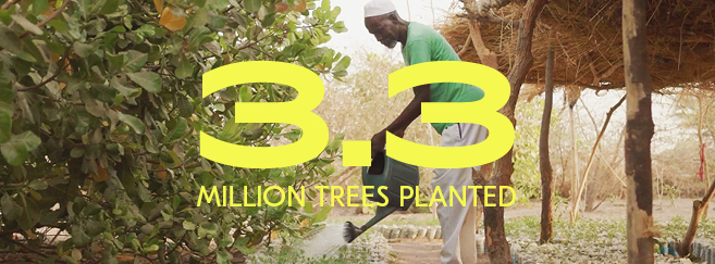 Déjà 3,3 millions d'arbres plantés grâce à Eco Eyewear