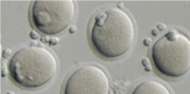 Des cellules de la peau transformées en cellules de la rétine
