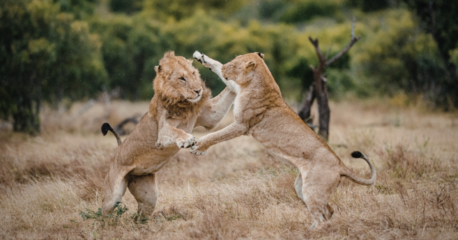 Entre Meta et EssilorLuxottica, un léger flou dans la vision commune