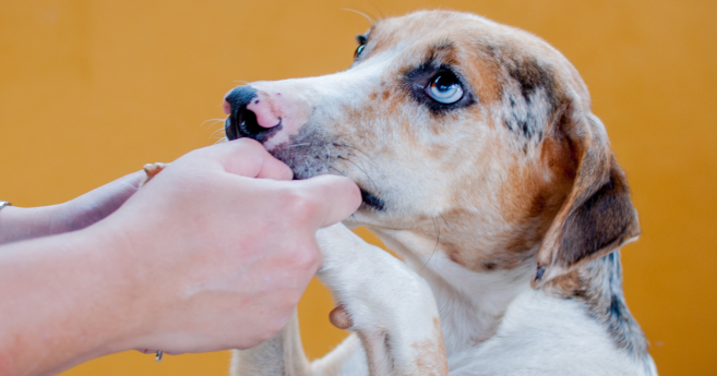 Le PLFSS 2026 adopté