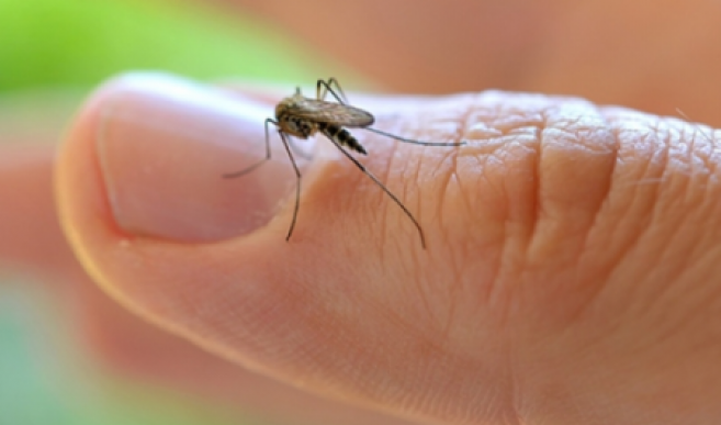 Zika : le virus resterait dans les yeux des malades