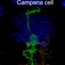 De nouvelles cellules rétiniennes découvertes, un possible lien avec la mémoire
