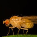 Des scientifiques à pied d'œuvre pour améliorer l'audition humaine 