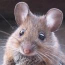 Des chercheurs suisses rendent la vue à des souris