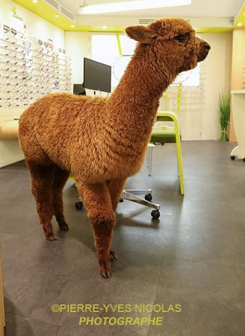 lama
