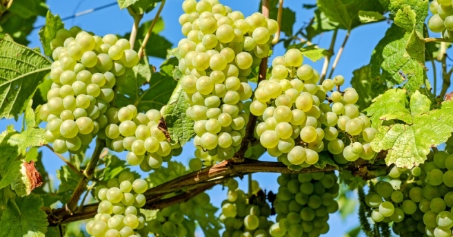 raisin_antioxydant_sante_visuelle.png