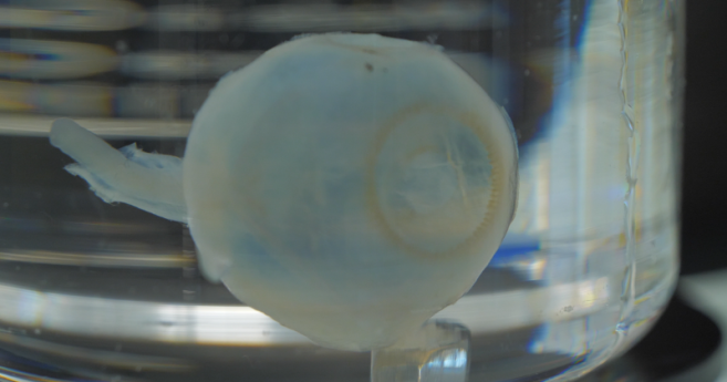 oeil_transparent_header.png