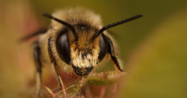 abeille_header.png