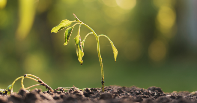ipsos_transition_ecologique_header.png