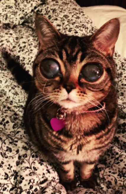 alien_cat.png