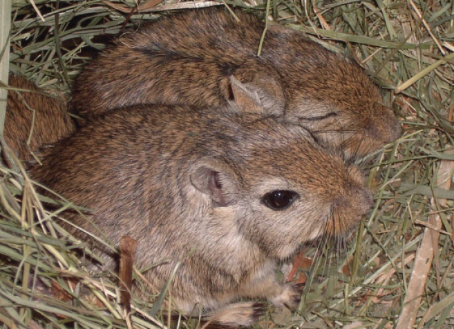 souris.png