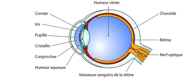 anatomie_oeil.jpg