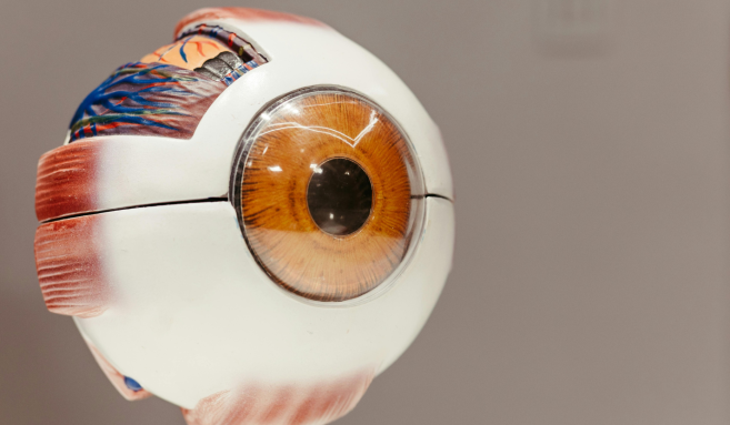 Anatomie de l'oeil, image d'illustration.