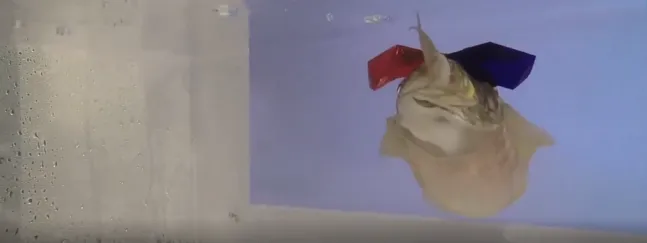 Un look bien original pour cette seiche avec ces lunettes 3D, mais qui a permis de découvrir qu'elle peut voir en trois dimensions (capture d'écran vidéo New York Times)