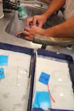 Pour faire un montage Franklin, les verres doivent être doucis et polis à la main avant polymérisation. ©Acuité 2014