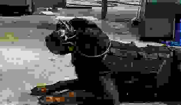 dog.png