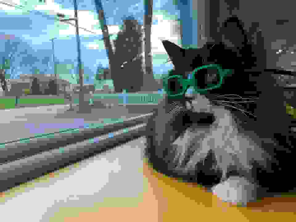 © Facebook Truffles The Kitty