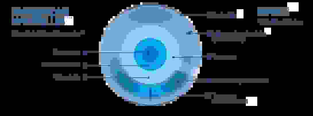 20211103_bauschlomb_image_lentille.png