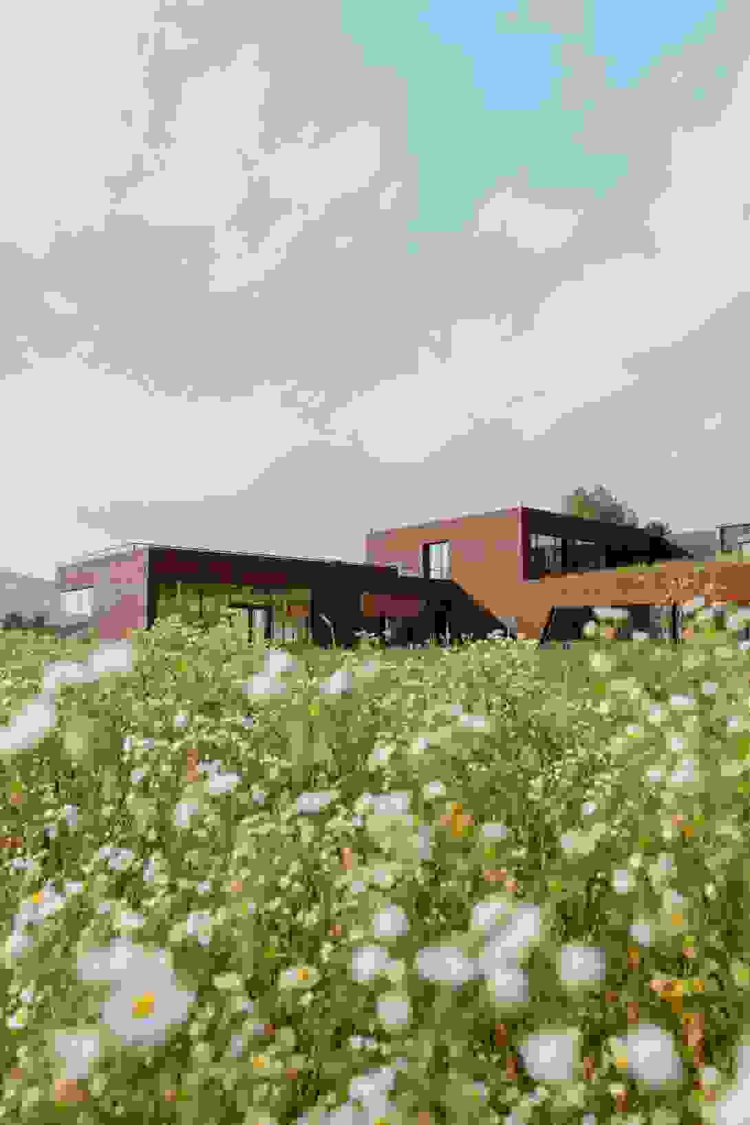 andy_wolf_wildflower_meadow_aw_hq_hartberg_credit_felix_werinos_003.jpg