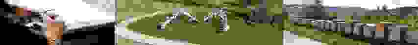 morel1.png