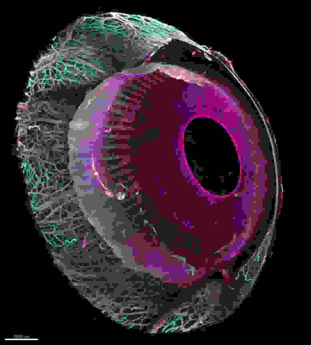 oeil_transparise_2.jpg