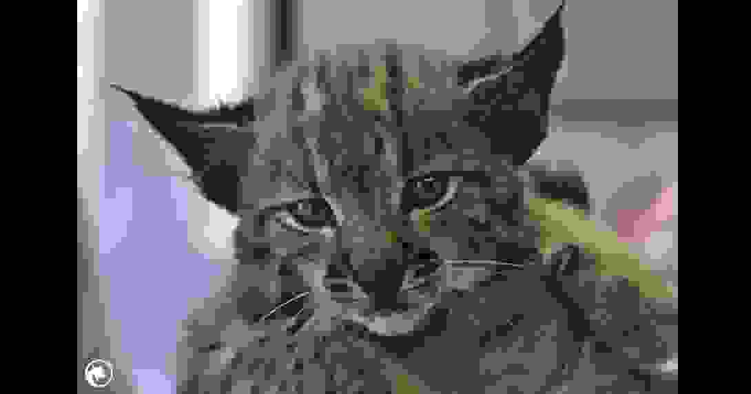 20260128_oxibis_bc-2.png