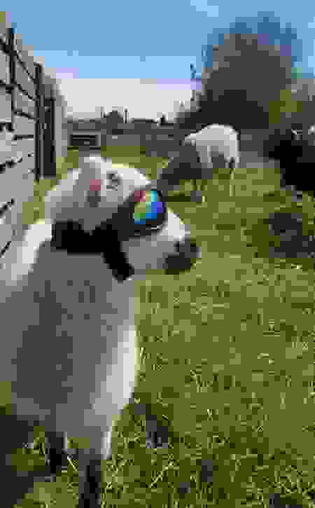 agneau.png