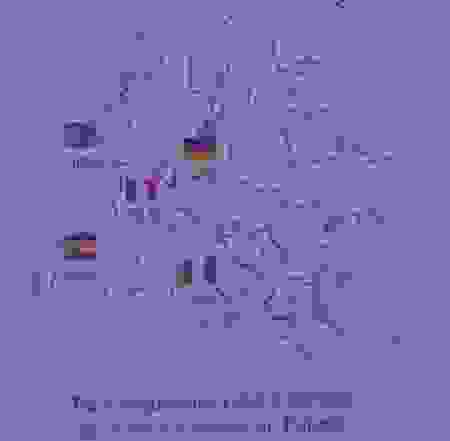presbytes.png
