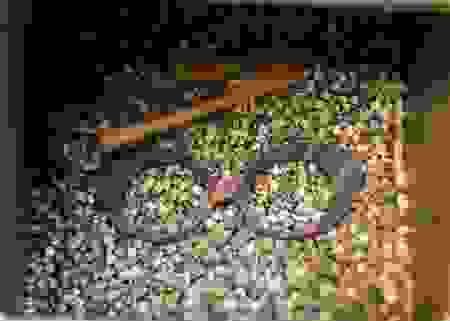 clotilde3.png