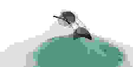 parasite4.png